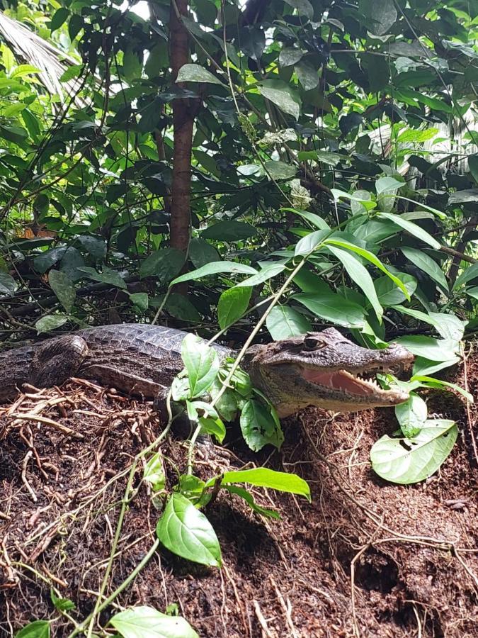 Bed and Breakfast Casa Caribe Tortuguero Exterior foto