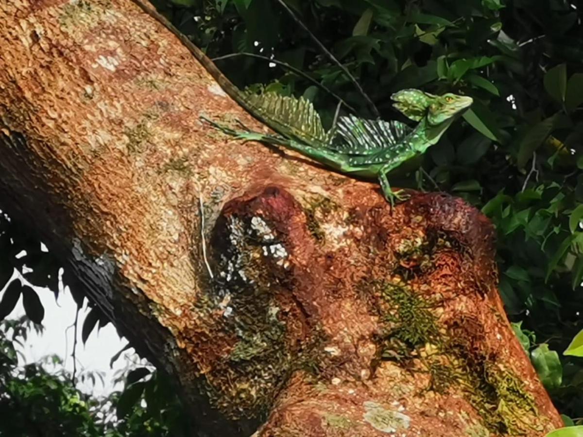 Bed and Breakfast Casa Caribe Tortuguero Exterior foto