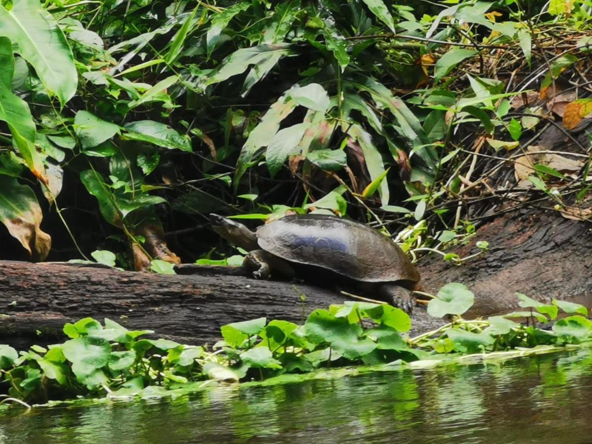 Bed and Breakfast Casa Caribe Tortuguero Exterior foto