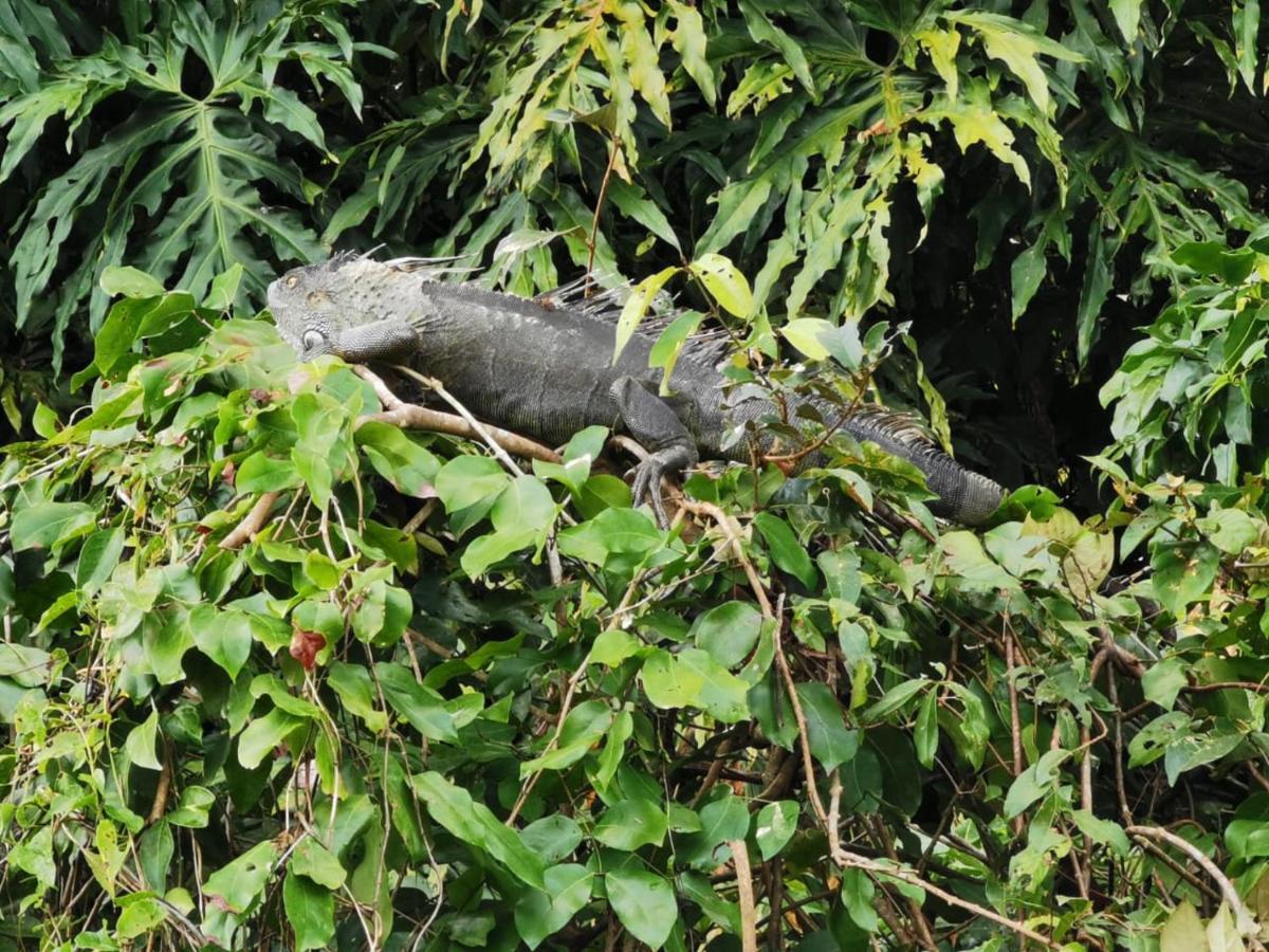 Bed and Breakfast Casa Caribe Tortuguero Exterior foto